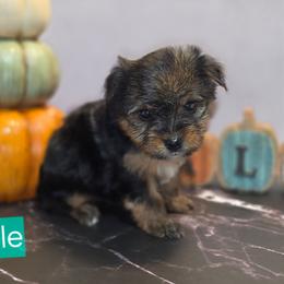 Girl 2 - Black and tan female Yorkshire Terrier puppy in Thornville, Ohio from My precious yorkies