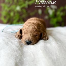 Prairie (Aqua) - Apricot female Goldendoodle puppy in Hutto, Texas from Crystal's Goldendoodles