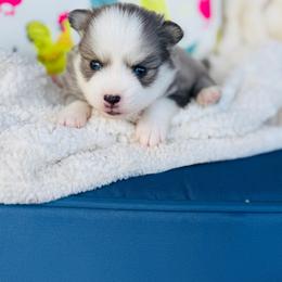 Aperol - Blue female Pomsky puppy in Yavapai County, Arizona from Pawsh Pomskies
