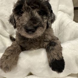 Boy 1 - Merle Goldendoodle puppy in Hurricane, Utah from Dancing Doodles