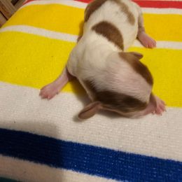 Duke - Dapple male Dachshund puppy in Strong, Arkansas from Dachshunds R Us