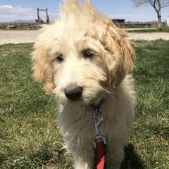 Labradoodles from Erin Knight's Labradoodles