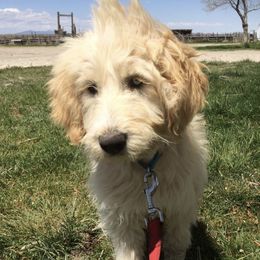 Labradoodles from Erin Knight's Labradoodles