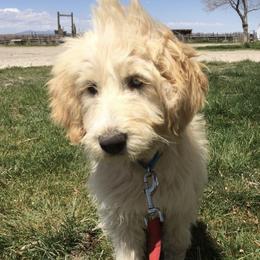 Labradoodles from Erin Knight's Labradoodles