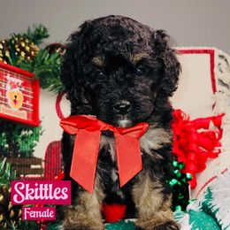 Skittles - Blue merle female Bernedoodle puppy in Beecher, Illinois from Erica’s Doodles