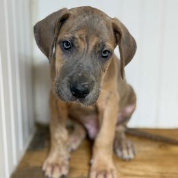 Aloysius - Blue brindle male Great Dane puppy in Hutchinson, Kansas from Dappled Danes