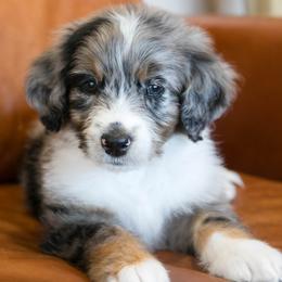 Peep - female Australian Mountain Doodle puppy in Lafayette, Missouri from Brick House Farm Doodles