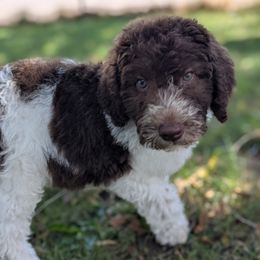 George - Chocolate male Labradoodle puppy in Snowflake, Arizona from Az Mountain Doodles