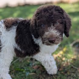 George - Chocolate male Labradoodle puppy in Snowflake, Arizona from Az Mountain Doodles