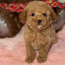 Baby - Red male Maltipoo puppy in San Diego, California from Maltipoos SD