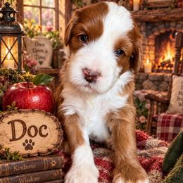 Doc (7 dwarfs theme) - Red  male Goldendoodle puppy in Ozark, Missouri from Halo Doodles