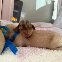 S'more- 5000 - Dapple male Dachshund puppy in Summerfield, Florida from Dachshundly Perfect