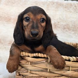 Red Standard Longhair Male - Red male Dachshund puppy in Cheney, Washington from Nouvelle Standard Dachshunds