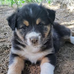 Beth - Black tri-color female Australian Shepherd puppy in Hugo, Colorado from Frying Pan Ranch Australian Shepherds