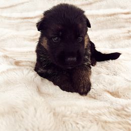 Yellow Girl - Black and red female German Shepherd puppy in Buxton, Oregon from Buxton Oregon Shepherds