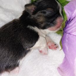 Gadget - Tricolor female Shih Tzu puppy in Arcadia, Florida from Kitsune Cuddles and kisses