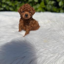 Boy1 - Red  male Poodle puppy in Covina, California from Shih_doodle_Co