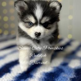 Rudolph - Black and white male Pomsky puppy in Rossville, Georgia from Scenic City Pomskies