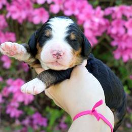 Delta - Tri-color female Bernedoodle puppy in Folsom, Louisiana from DoodlesFarmCo