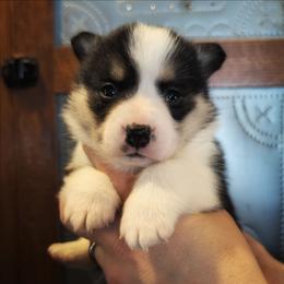 Violet - Black and tan female Pembroke Welsh Corgi puppy in Coleman, Michigan from Salt Creek Farm Dogs