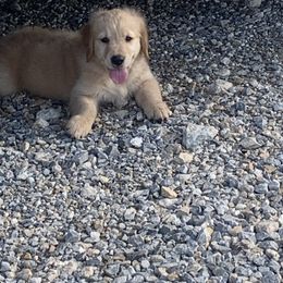 Golden Retriever Puppies from 3 Gun Retrievers