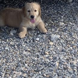 Golden Retriever Puppies from 3 Gun Retrievers