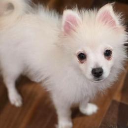 Tofu - Cream male Pomeranian puppy in El Centro, California from BabyBooPoms