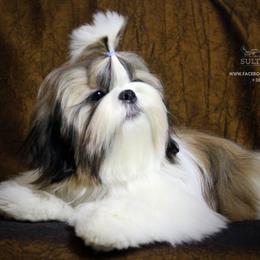 Poodle and Shih Tzu All Grown Up from Ganna Sultan