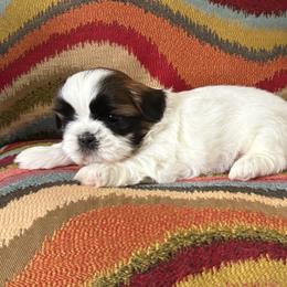 Bear - Tricolor male Shih Tzu puppy in Weeki Wachee, Florida from Svitlana Geist