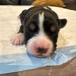 Boy 1 - Black tri Toy Australian Shepherd puppy in Norwood, Massachusetts from Loyal Litters Toy Australian Shepherds