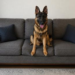 Leah - German Shepherd