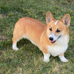 Ranger - Pembroke Welsh Corgi