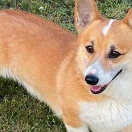 Ranger - Pembroke Welsh Corgi