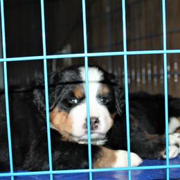 Bernese Mountain Dog Puppies from Baby Bear Bernese Kennel