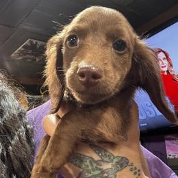 Cooper - Chocolate male Dachshund puppy in Cabool, Missouri from Dachshund's of Country Magic Farms in Missouri