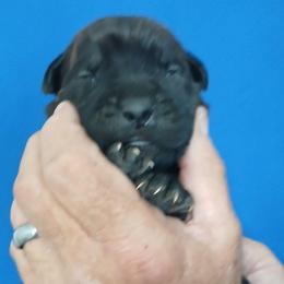 Baby blue - Black brindle male Cane Corso puppy in Los Lunas, New Mexico from Top Gun Kennels NM