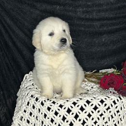 Bourbon - Light golden male Golden Retriever puppy in Adair, Oklahoma from Rejoice Retrievers
