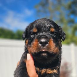 Blue male - Black and mahogany male Rottweiler puppy in Preston, Connecticut from Von Turm Hügel Rottweilers