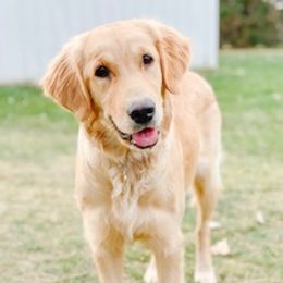 Sage - Golden Retriever