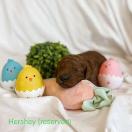 RESERVED - Red  Goldendoodle puppy in Cleburne, Texas from Garrett Family Doodles