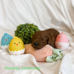RESERVED - Red  Goldendoodle puppy in Cleburne, Texas from Garrett Family Doodles