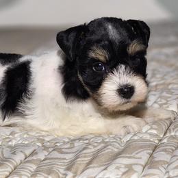Sweet boy - Parti male Miniature Schnauzer puppy in Trinity, Alabama from C&E'S Schnauzers