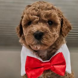 Stormy - Apricot male Cavapoo puppy in Glendale, Arizona from Cool Cavapoos