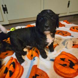 Pumpkin - Black and white female Bernedoodle puppy in Mckenzie, Tennessee from Small Town Doodles & Poodles