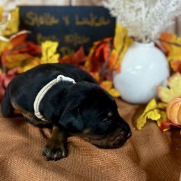 Izan - Black and rust male Doberman Pinscher puppy in Aredale, Iowa from Royal Dynasty Dobermann Kennel