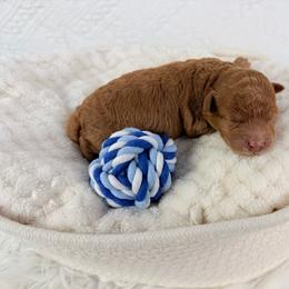 NUT - Red  male Poodle puppy in Florida from Adorable Toy-Miniature Poodles