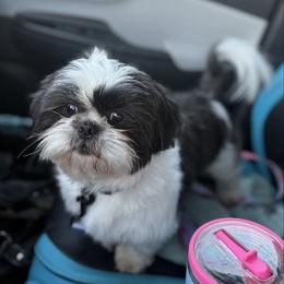 Margot - Shih Tzu