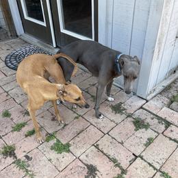 Whippet puppies from Sincity Dogs Hobby Kennel