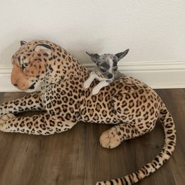 Chanel - Merle female Chihuahua puppy in Burleson, Texas from Tiny Diiamond Chihuahua