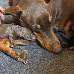 Doberman Pinscher Puppies from Dobie Sunrise